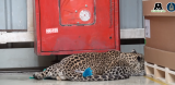 2022-04-02_leopard_hirlevel_01
