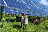agrivoltaica