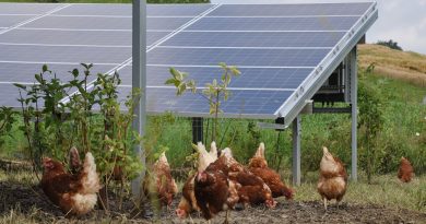 Állami támogatás nélkül épül a naperőmű, ami tojást és áramot is fog termelni